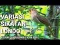Kicauan Sikatan Londo Di Alam Bebas #Gacor #Full #Isian #Nightingale #Forest #Song #Murai #Masteran