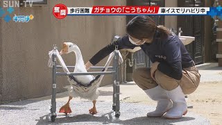 手作り車イスでリハビリ　王子動物園のガチョウ