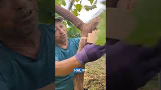 Teknik Petani Anggur grape farming anggur berkebun foryou viral viralshort