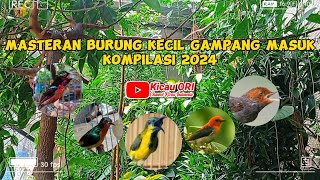 Masteran Burung Kecil Gampang Masuk | Kompilasi 2024