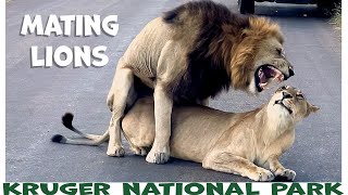 King and Queen of the Kruger National Park | Big 5 Lions Mating by Our Life In Africa 2,399 views 2 years ago 39 seconds
