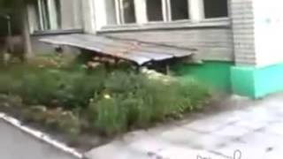 Кот удачно прикинулся мертвым. Собака почти поверила. Кот удачно прикинулся мертвым. Собака почти поверила.