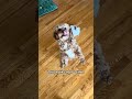 Jack's #1 recommendation for treats! #petlover #puppy #cute # cavapoo