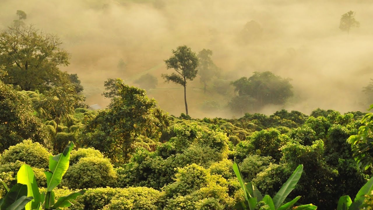 Gabriel Balky - Amazona