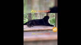 Zen Moment With Jinx Leopard~2014