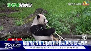 剛過18歲生日! 貓熊團團MRI檢查 發現「腦病變」|TVBS新聞