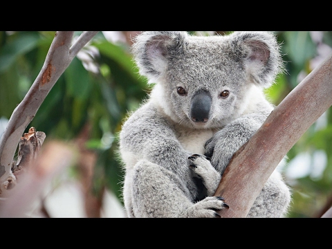 Cute Koalas Playing 🐨 Funny Koala Bears [Funny Pets]