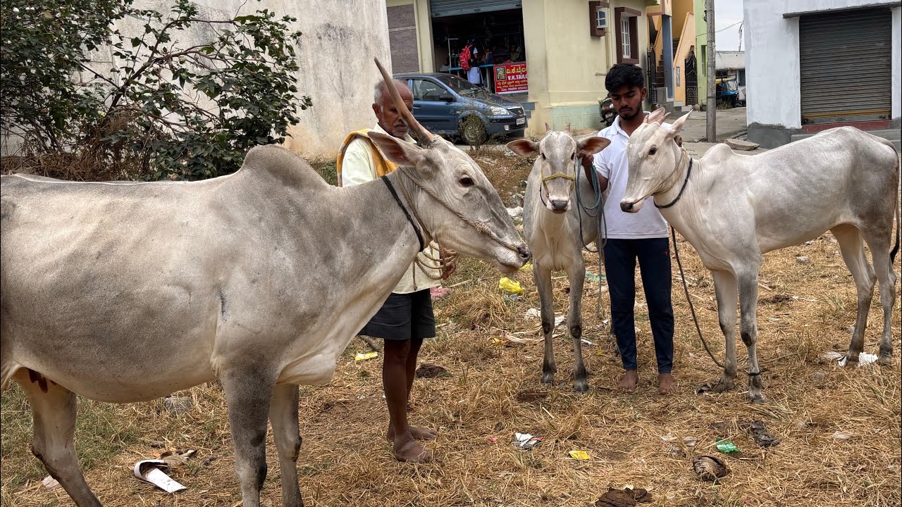 ಉತ್ತಮ ಕರುಗಳನ್ನು ನೀಡಿರುವ ತಾವರೆಕೆರೆ ಕಿಟ್ಟಪ್ಪ ಅವರ ಹಸು
