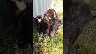 CUTE BABY PYGMY GOATS 💖 #miniaturegoats #goat #fyp #funny