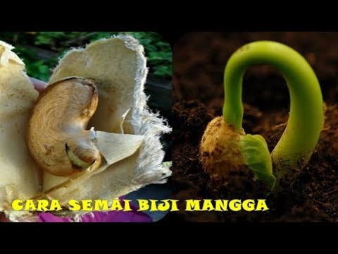 Video: Bagaimana cara menumbuhkan biji mangga?