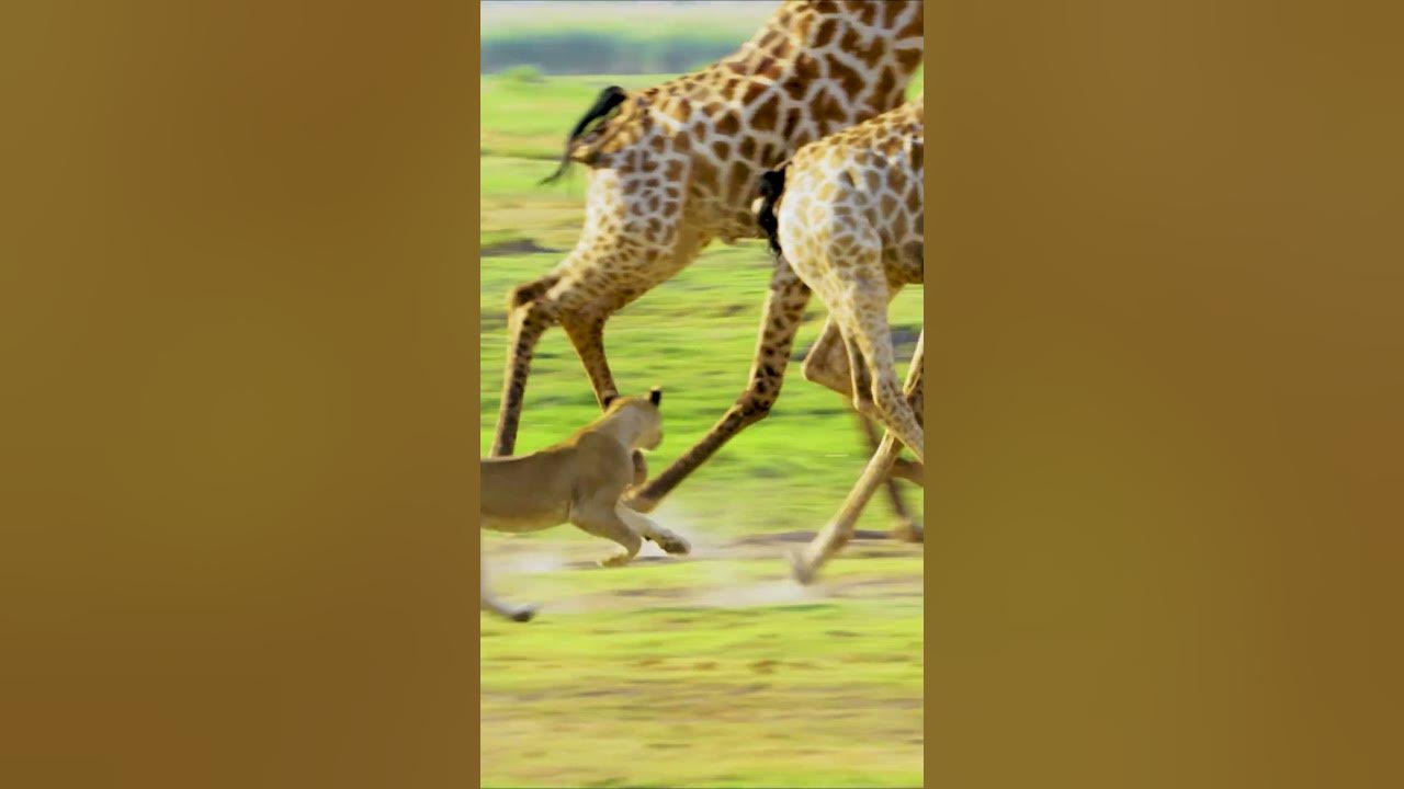 Lion Hunting Giraffe #shorts #short - YouTube