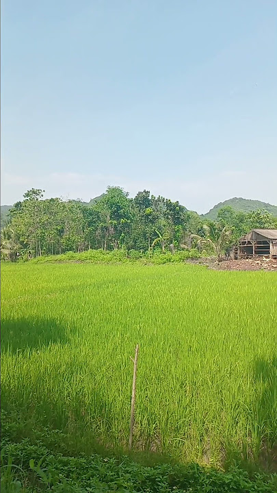 di bukit pesawahan yang indah