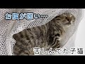 触ると固いお腹…。中には〇〇〇が…