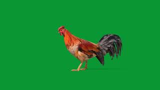 Male Chicken Rooster by Nyilonelycompany 56 views 1 month ago 39 seconds