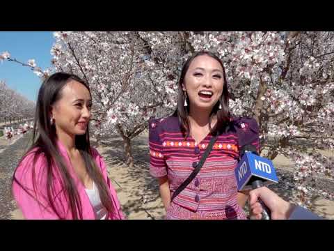 Video: Fresno Blossom Trail: How and When to See It