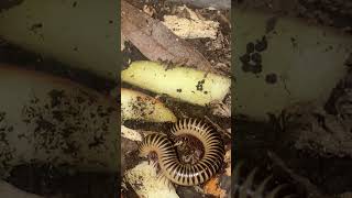 Florida Purple Ivory Millipedes (Chicobolus spinigerus) #entomology #millipede #invertebrates
