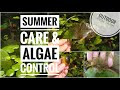 SUMMER CARE & ALGAE CONTROL FOR MY OUTDOOR FISH POND || ALGAE PROBLEM SOLVED || OUTDOOR FISH POND