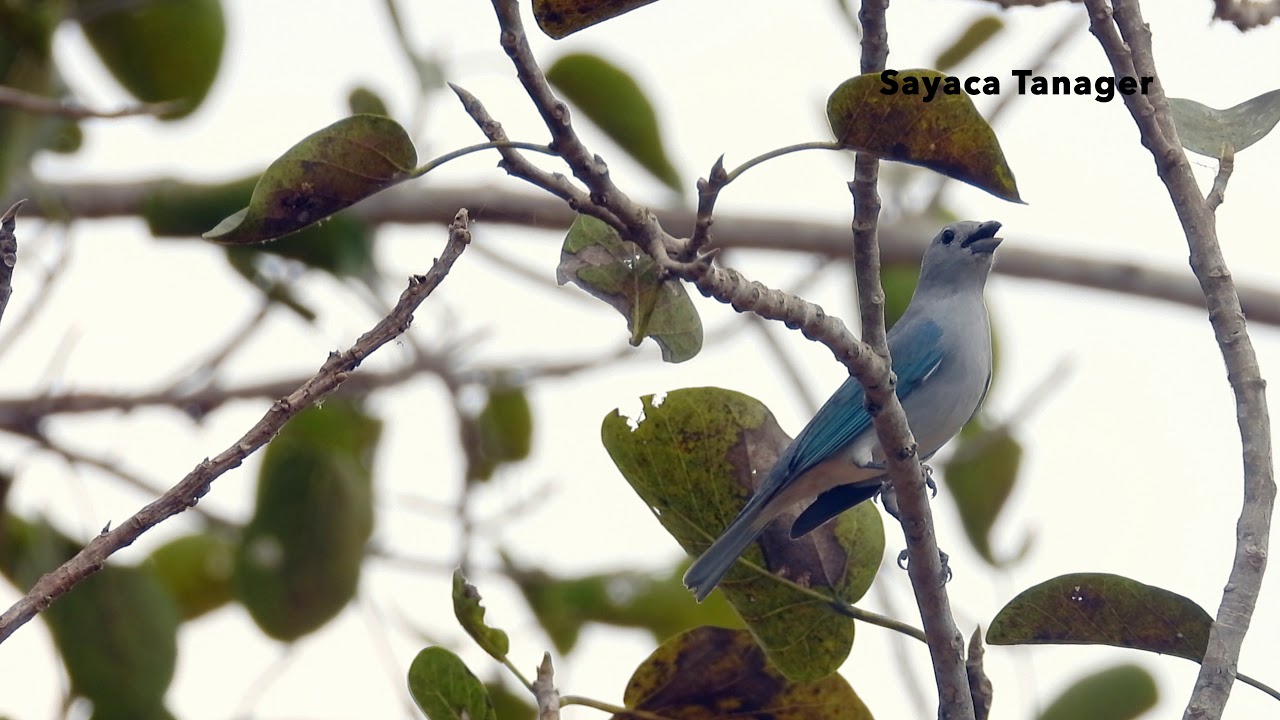 Sayaca Tanager