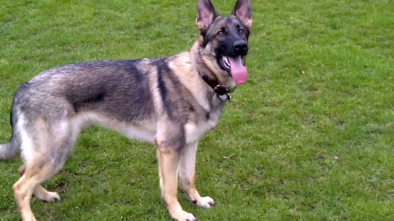 Working Line German Shepherd YouTube