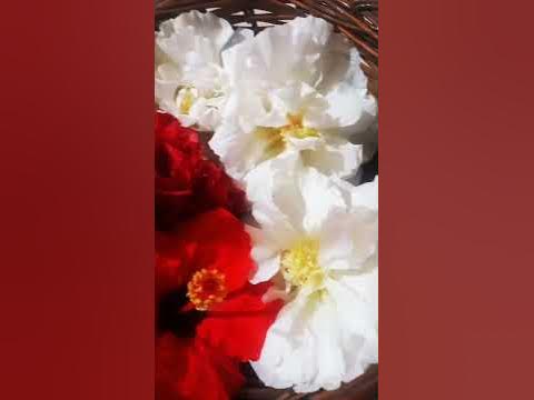 Adhul Phool# flower# short video - YouTube