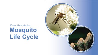 Know Your Vector: Mosquito Life Cycle by Penn State Extension 89 views 1 month ago 4 minutes, 30 seconds