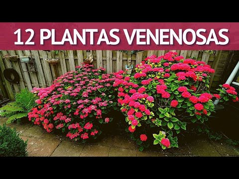 Video: ¿Las endrinas son venenosas?