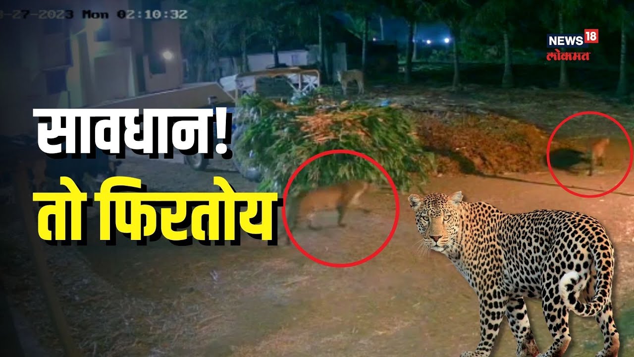 Leopard Viral Video | सावधान! रात्रीच्या वेळी खुलेआम फिरतायत बिबटे ! CCTVमुळं धक्कादायक प्रकार समोर