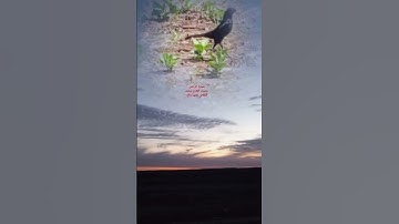 سورة الرحمن بصوت القارئ محمد الجلالي تلاوة خاشعة ♥️💯.             #سورةالرحمن