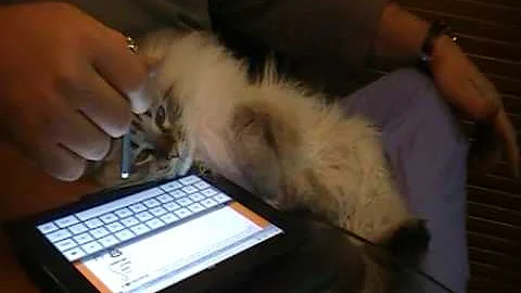 Video 10583491: neva masquerade, gato maine coon