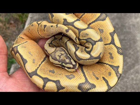 My opinion & advice on working with the spider ball python gene - YouTube