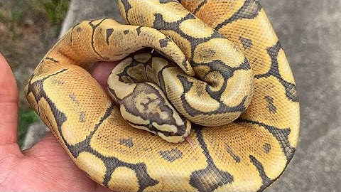 My opinion & advice on working with the spider ball python gene