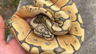 Famous My opinion & advice on working with the spider ball python gene Net Worth