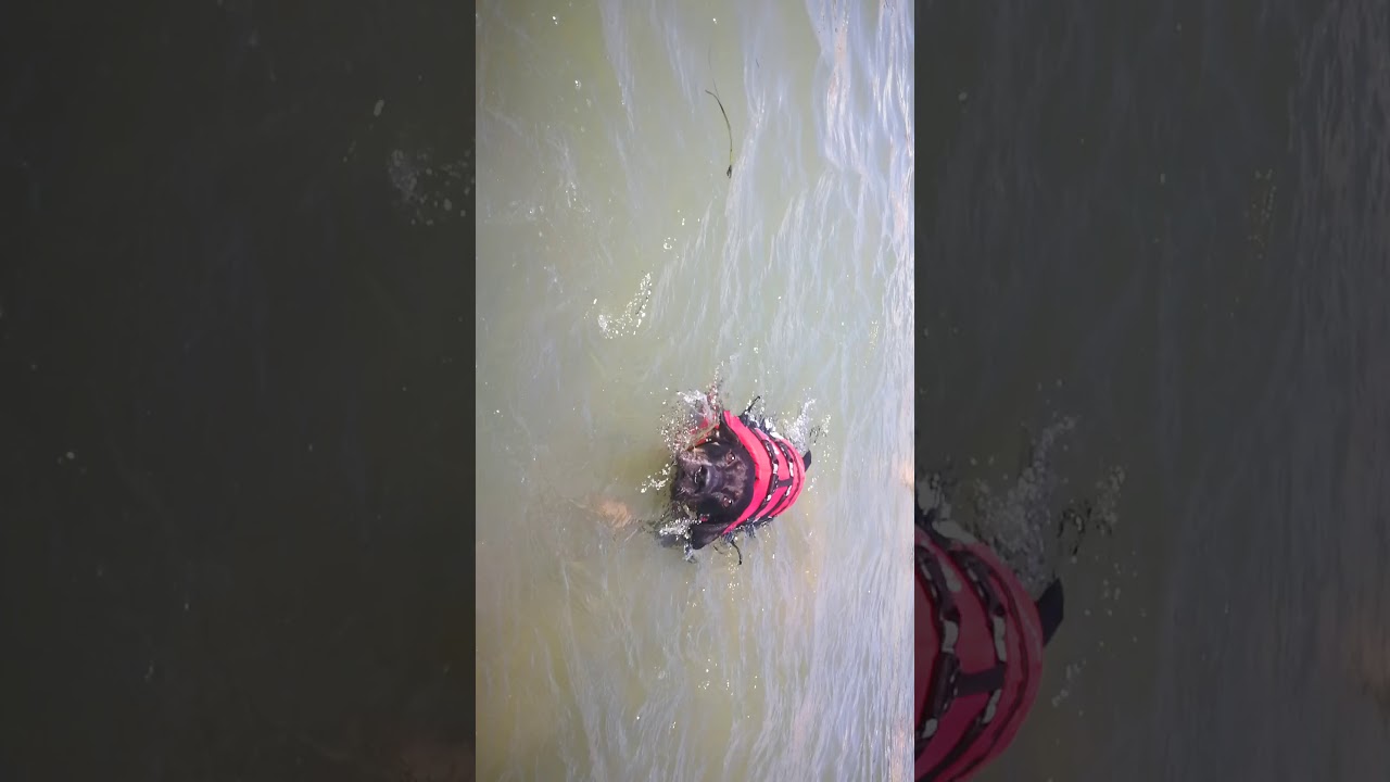 Doggie beach Lignano 2019