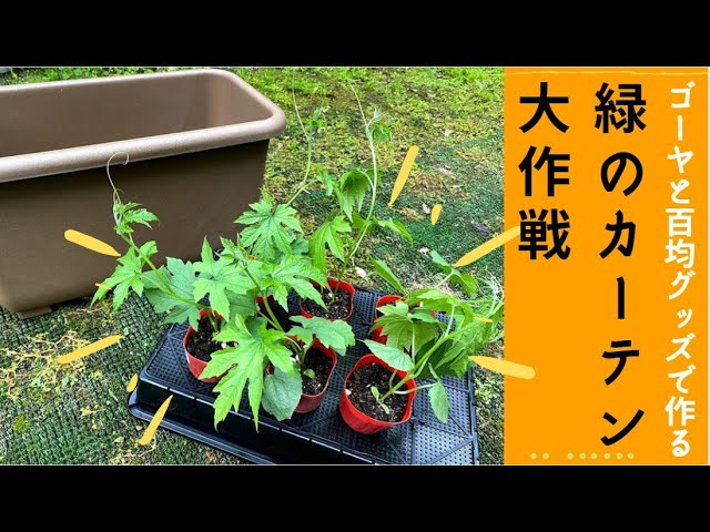 緑のカーテン大作戦 ダイソーグッズを使ってゴーヤを誘引 すっぽんフック大活躍 Make A Green Curtain Youtube