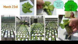 Spring 2022 HORT 3200 Hydroponics class - Lettuce NFT Presentation