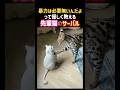 暴力は必要無いんだよって優しく教える先輩猫のサーバルキャット🥹✨ #癒し #感動 #猫 #サーバルキャット #ペット #cat #shorts