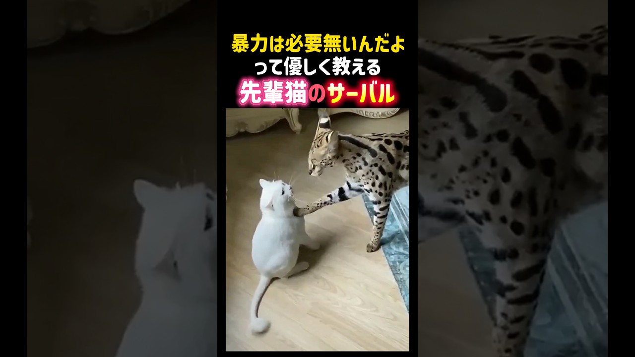 暴力は必要無いんだよって優しく教える先輩猫のサーバルキャット🥹✨ #癒し #感動 #猫 #サーバルキャット #ペット #cat #shorts