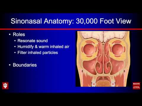 Sinonasal anatomija
