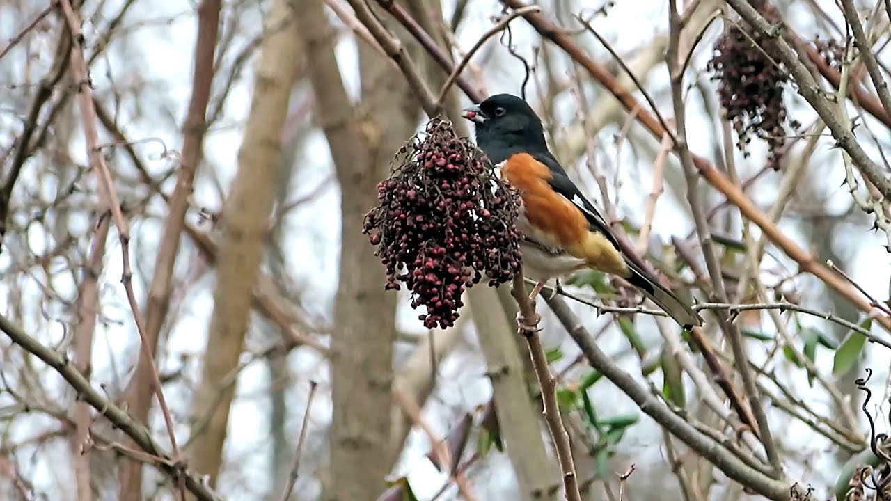 Eastern Towhee eating Sumac Seeds at Jefferson Memorial Forest, January