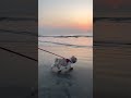 Wearing Zoof Boots | Zoof Pets | #dog #doglover #dogshorts #cutedogs #beachdog #sunset #dogs