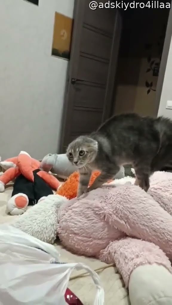 Cat Scared of Fox Ears || ViralHog
