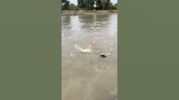 #shorts #video #viral #music #song #emotional #love #comedy #funny #dance #Hindi song #shorts