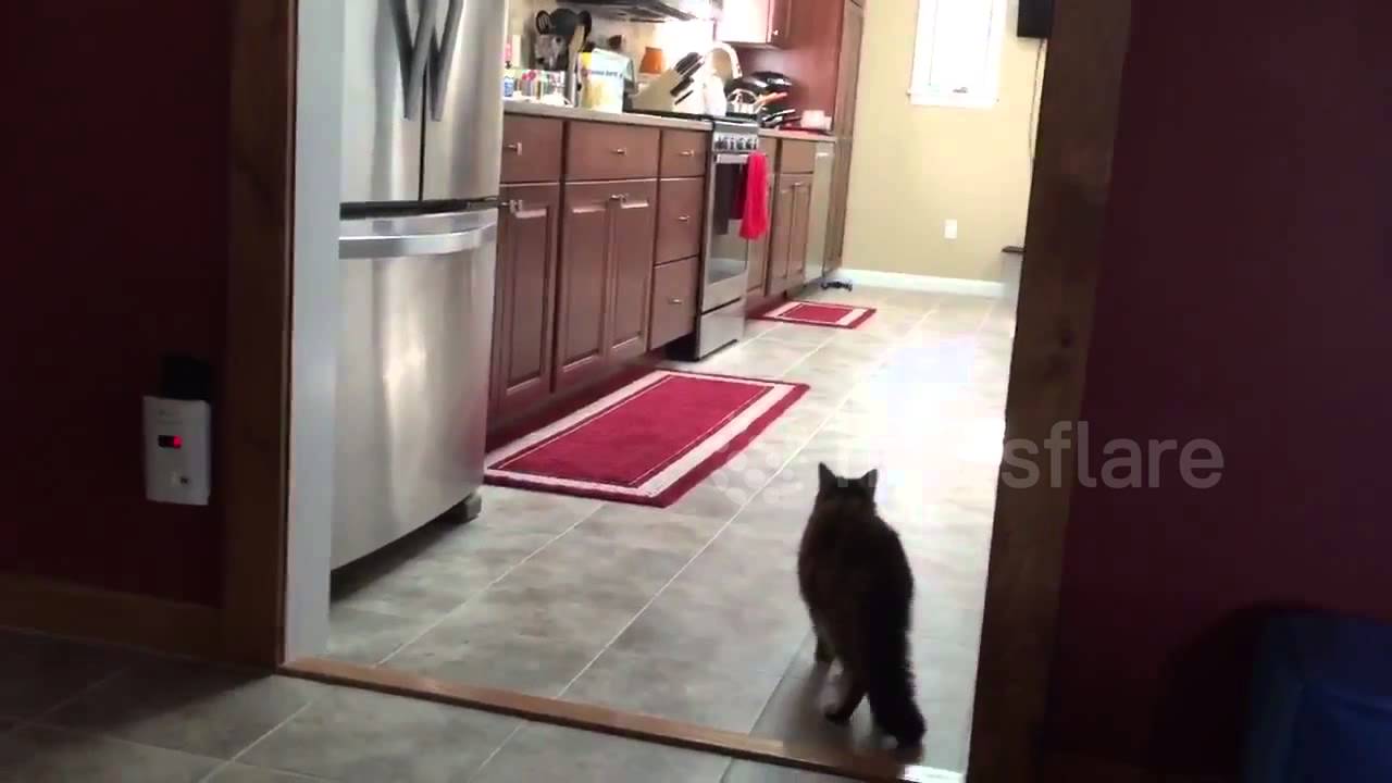 CAT VS DRONE!!!