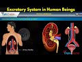 Excretory System in Human Beings, Human Anatomy | Digital Teacher (Part #6)