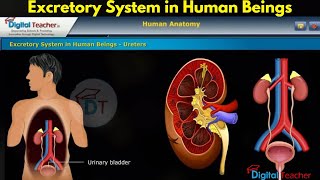Excretory System in Human Beings, Human Anatomy | Digital Teacher (Part #6)