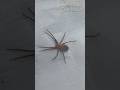 Aranha Marrom.
