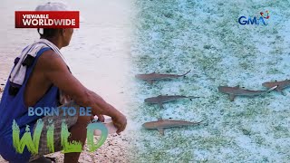 Mga batang pating, inaalagaan ng mga residente sa Tubajon, Dinagat Island | Born to be Wild