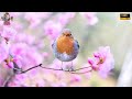 432 Hz Solfeggio Frequency Of Happiness Mixed With Bird Sounds 