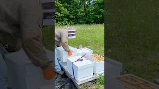 The Easiest Way to Split a Hive (Walk-Away Split)
