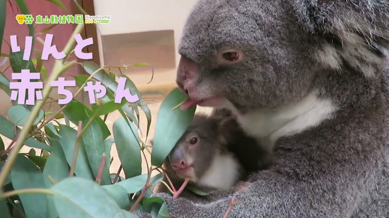 【東山動植物園公式】コアラのりんと赤ちゃん（2024.6.17撮影）《 コアラ 》